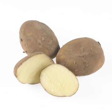 Casablanca - 1st Early Seed Potatoes - Pack of 10 Casablanca - 1st Early Seed Potatoes - Pack of 10