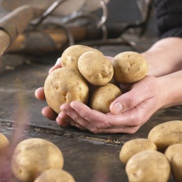 Maris Peer - 2nd Early Seed Potatoes - Pack of TEN Maris Peer - 2nd Early Seed Potatoes - Pack of TEN