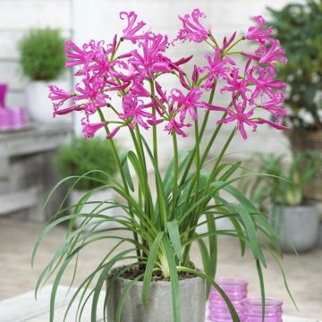Nerine bowdenii 'Isabel' - Guernsey Lily - In Bud & Bloom