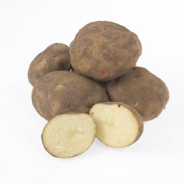 Cara - Main Crop Seed Potatoes - Pack of 10 Cara - Main Crop Seed Potatoes - Pack of 10
