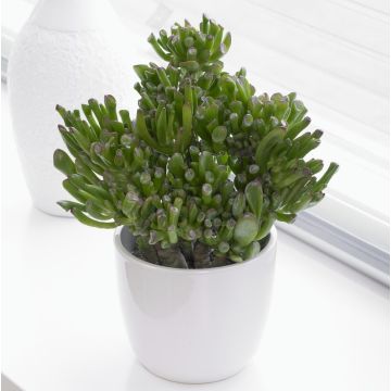 Large Crassula Ovata Hobbit - Jade Plant