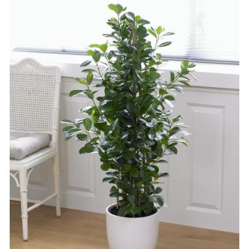 Ficus microcaroa Moclame -  House Plant - 100-110cm