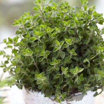 Herb - Origanum vulgare 