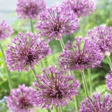 Allium jesdianum 'Early Emperor' - Pack of 2 Large Bulbs