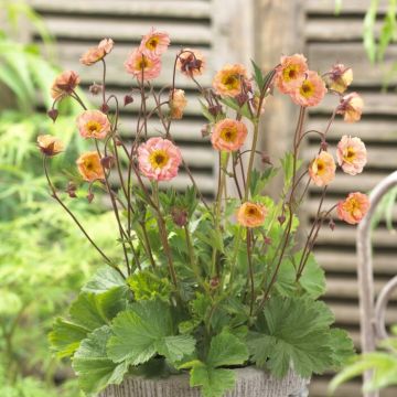 Geum rivale Mai Tai