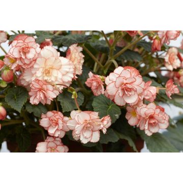 Begonia picotee Pink-white - Perfect for Tubs and Baskets