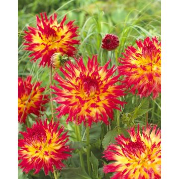 Dahlia Pinelands Pam