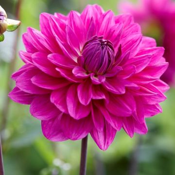 Dahlia G.H. Lammerse - Pack of THREE