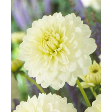 Dahlia Karma Serena - Pack of THREE