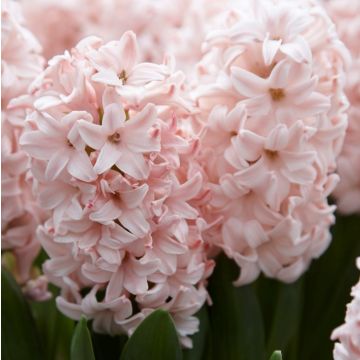 Hyacinth Pink Elephant - Pack of 5 Bulbs