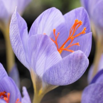 Crocus - Autumn Flowering Crocus speciosus - Pack of 10 Bulbs