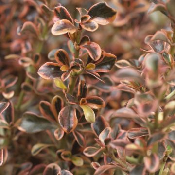 Coprosma 'Rainbow Surprise' - Looking Glass Plant