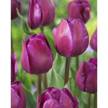 Tulip Negrita - Pack of 6 Bulbs