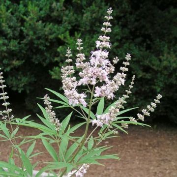 Vitex agnus-castus 'Silver Spire'