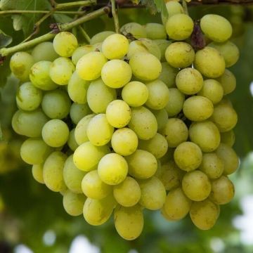 Bianca Grape Vine - Vitis vinifera - White Grape