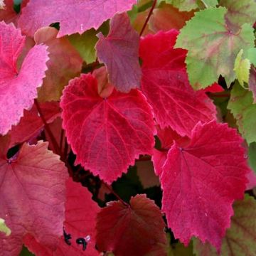 Large 5-6ft Climber - Vitis Coignetiae - Crimson Glory Vine