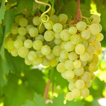 Vitis Golden Champion - White Grape