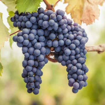 Grape Vine - Vitis vinifera Pinot Noir