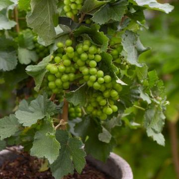 Dwarf Grape Vine - Vitis Pixie - 'Riesling'