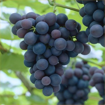Vitis vinifera Frankenthaler - Black Hamburg Grape Vine - Young Plant