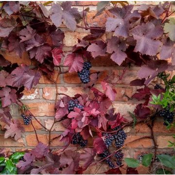 Vitis vinifera 'Pinot Noir' - Large Grape Vine - circa 5-6ft