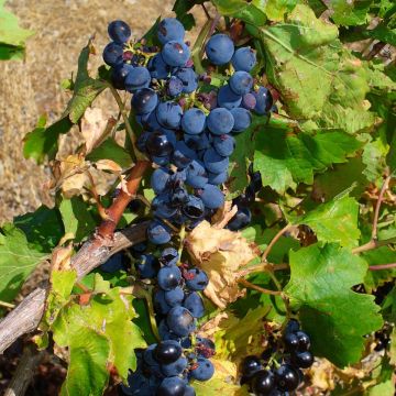 Vitis Vinifera - Michele Palieri (120-140cm)