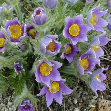 Pulsatilla vulgaris - Blue Pasque Flower