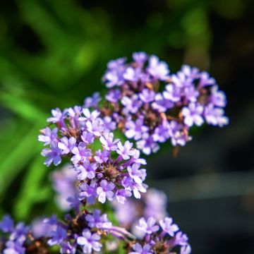 Verbena rigida 'Polaris'