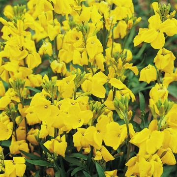 Wallflower Cloth of Gold - Pack of SIX Plants