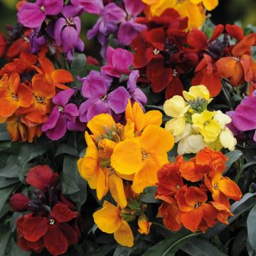 Wallflower Dwarf Mix - Pack of SIX Plants