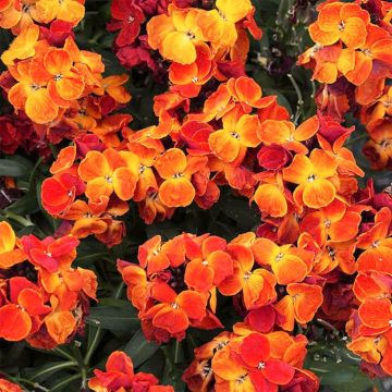 Wallflower Fire King - Pack of SIX Plants