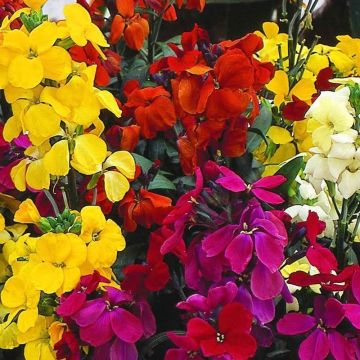 Wallflower Harlequin Mix - Pack of SIX Plants