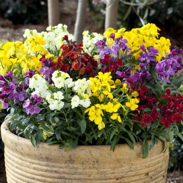 Wallflower Sugar Rush Mix - Pack of SIX Plants