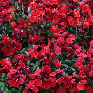 Wallflower Sugar Rush Red - Pack of SIX Plants