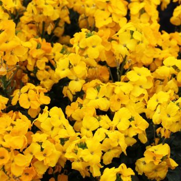 Wallflower Sugar Rush Yellow - Pack of SIX Plants