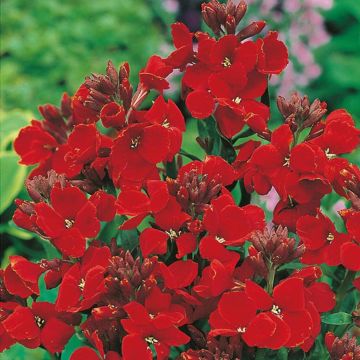 Wallflower Tall Scarlet - Pack of SIX Plants