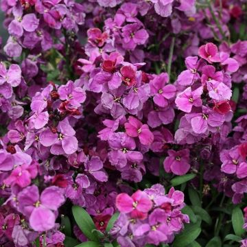 Wallflower Sugar Rush Purple Bicolour - Pack of SIX Plants