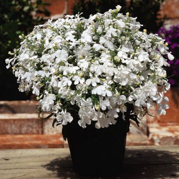 Lobelia erinus Riviera White