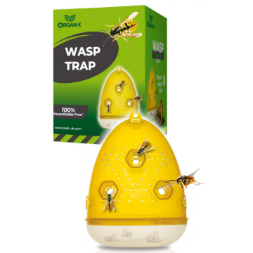 Wasp Trap