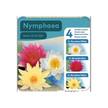 Complete Water Plant Pond Kit - Red, White and Yellow Water Lily - Nymphaea