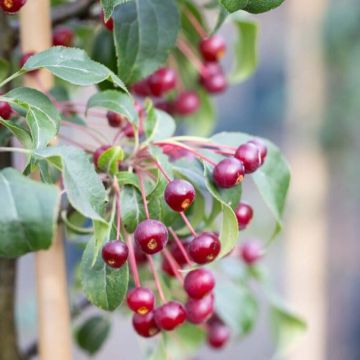 Crabapple Tree - Malus Wedding Bouquet - 160cm