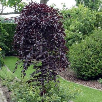 Fagus sylvatica purpurea pendula  'Purple Fountain' - Weeping Copper Purple Beech Tree - circa 150-180cms tall