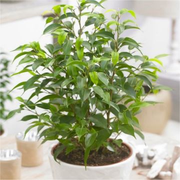 Dwarf Weeping Fig - Ficus 'Natasja' with White Display Pot