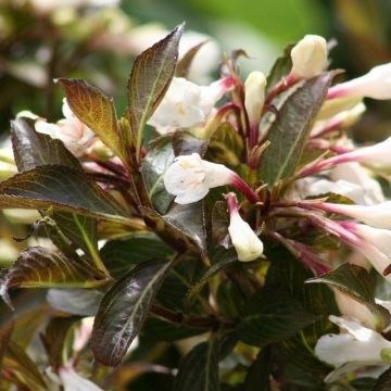 Weigela florida Black and White