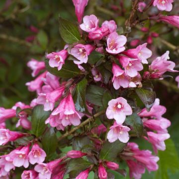 Weigela florida nana purpurea