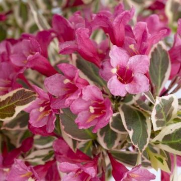 Weigela All Summer Monet