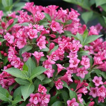 Weigela 'Rumba'