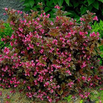 Weigela florida 'Tango'