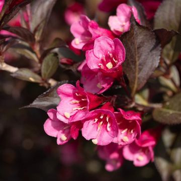 Weigela florida Victoria