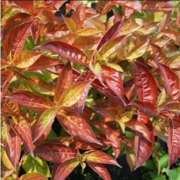 Weigela Wings of Fire